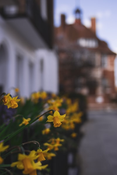 Yellow flowers in the tilt shift lens
